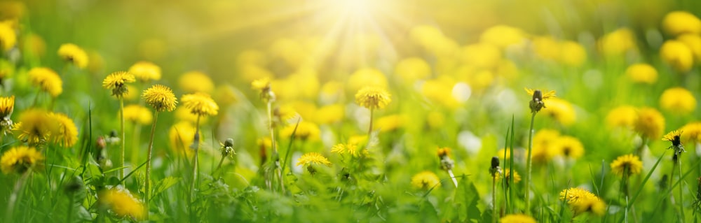Aromatherapie Jugendlichkeit
